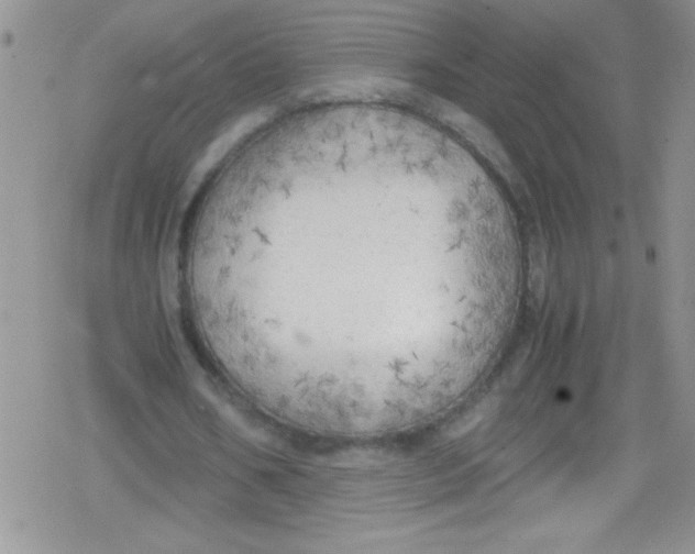 X0000079340578200612082026