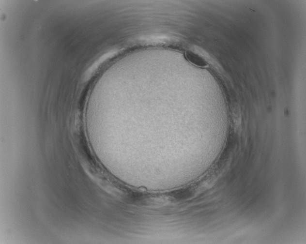 X0000079340583200612082026