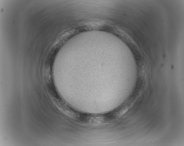 X0000079340599200612082026