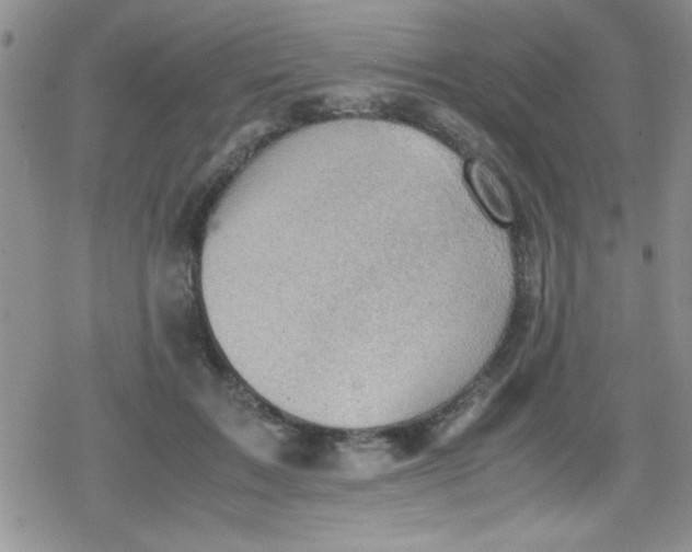 X0000079340603200612082026