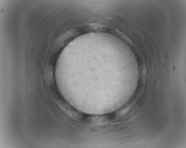 X0000079340615200612082026