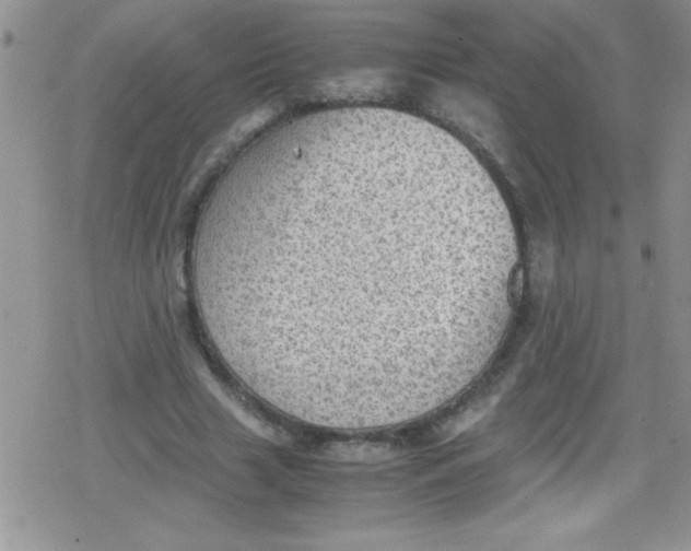 X0000079340633200612082025