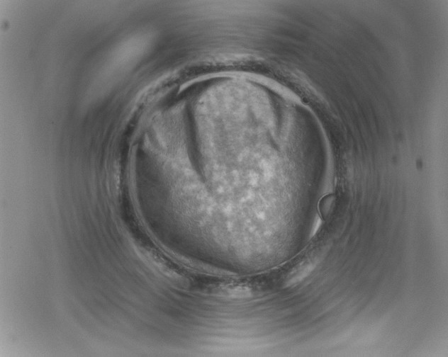 X0000079340640200612082025