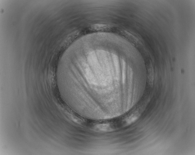 X0000079340653200612082025