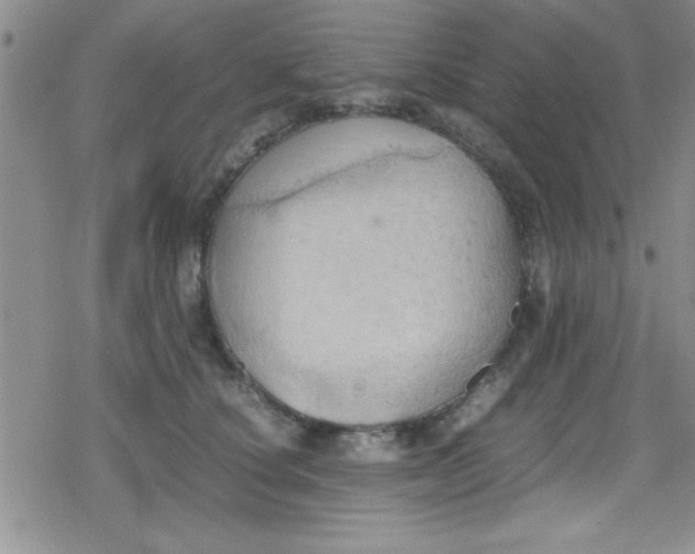 X0000079340660200612082025