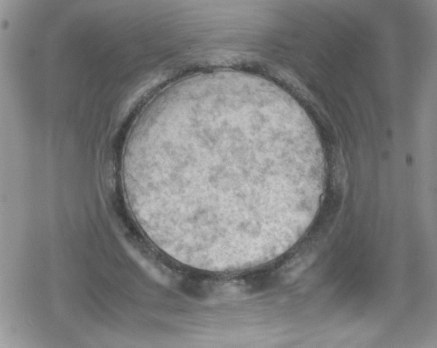 X0000079340683200612082025