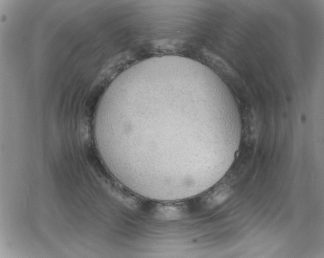 X0000079340706200612082024