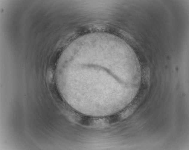 X0000079340709200612082024