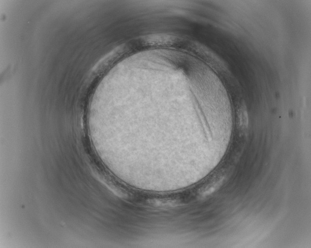 X0000079340733200612082024