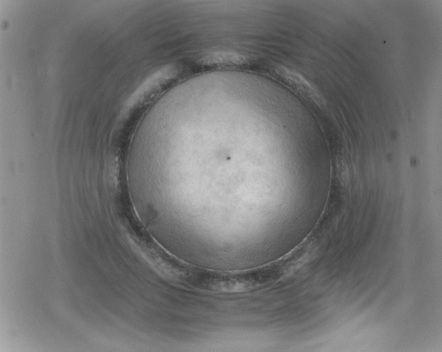 X0000079340735200612082024