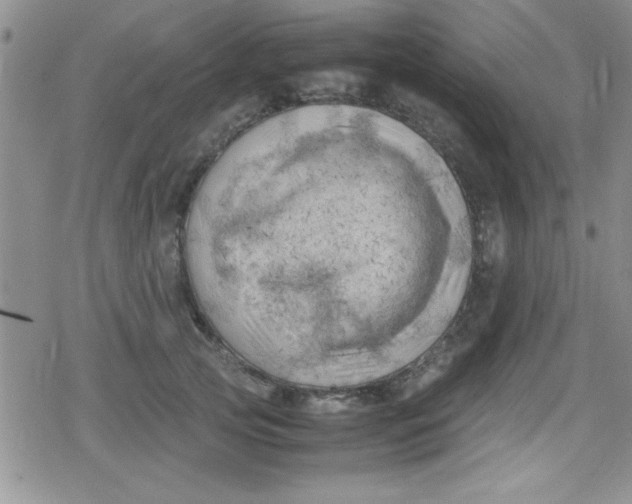 X0000079340753200612082024