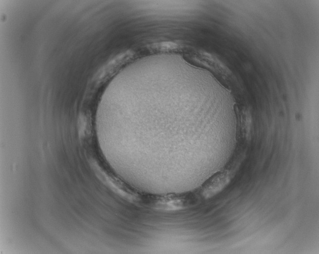 X0000079340760200612082024