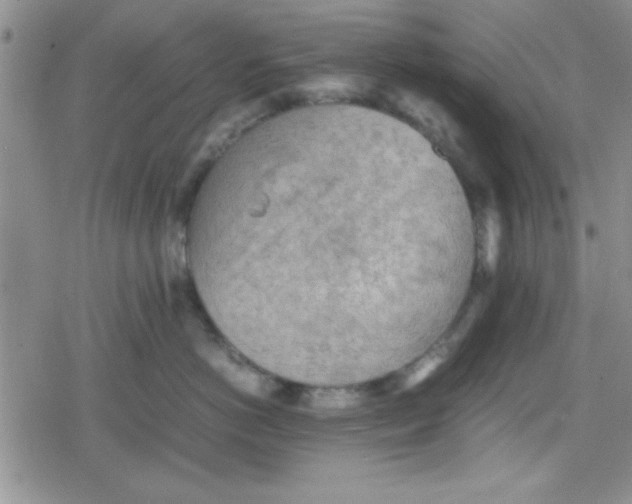 X0000079340766200612082024