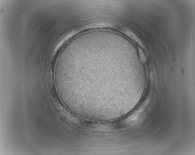 X0000079340781200612082023