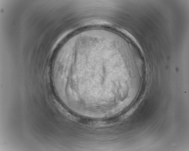 X0000079340783200612082023