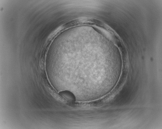 X0000079340785200612082023