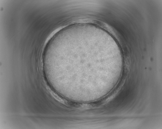 X0000079340787200612082023