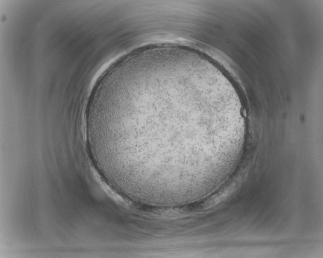 X0000079340791200612082023