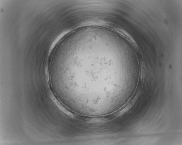 X0000079340796200612082023