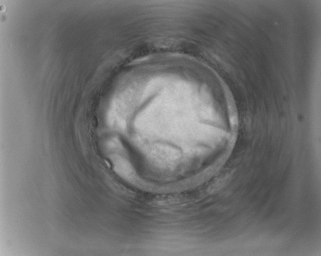 X0000079340817200612082022