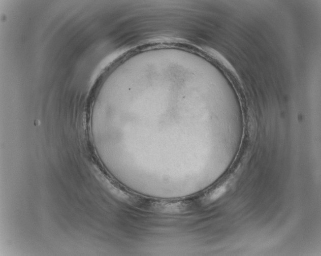 X0000079340831200612082022