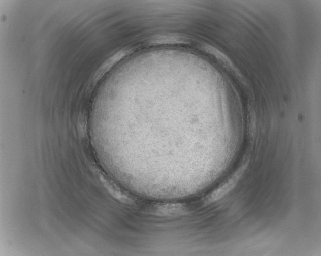 X0000079340833200612082022