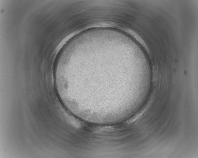 X0000079340837200612082022