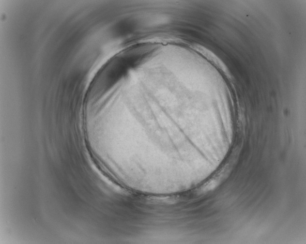 X0000079340855200612082022