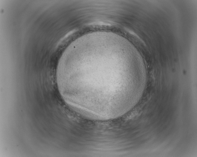 X0000079340870200612082022