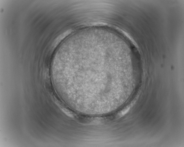 X0000079340881200612082021