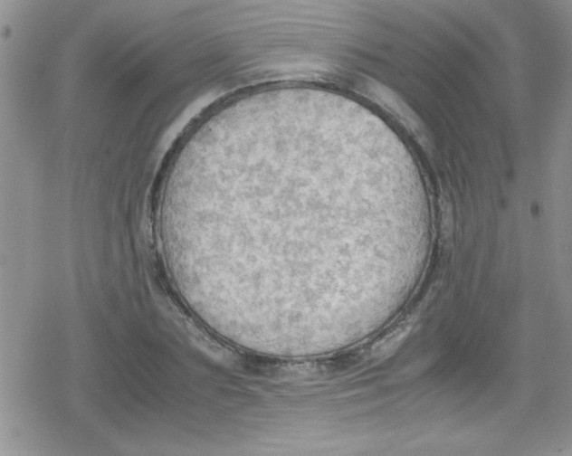 X0000079340883200612082021