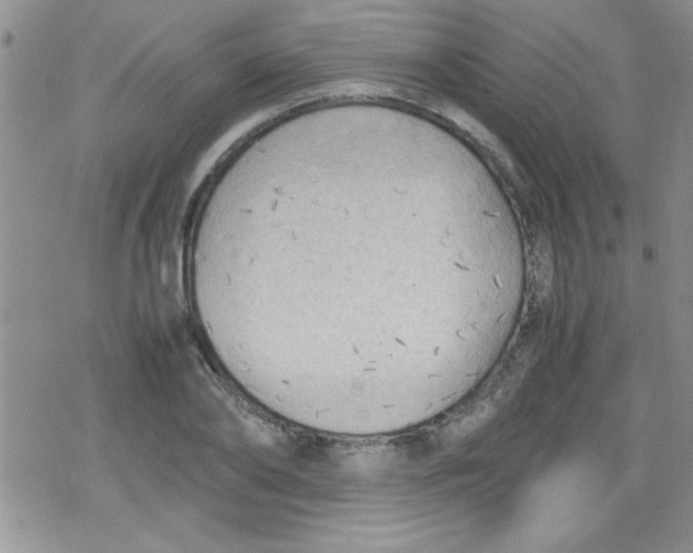 X0000079340886200612082021