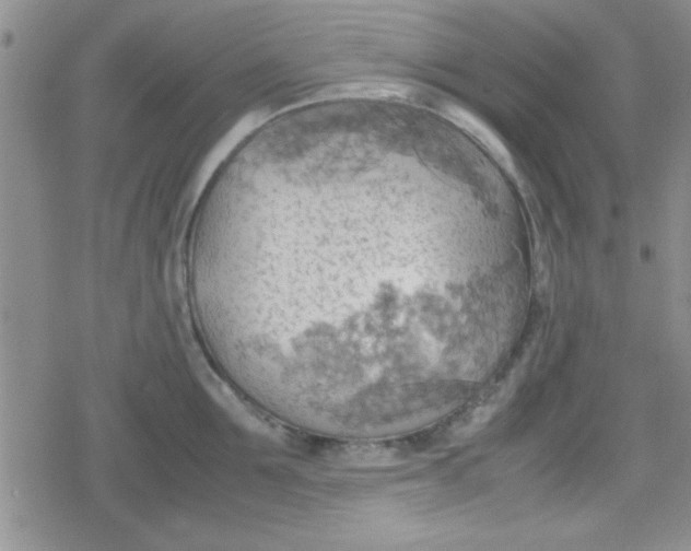 X0000079340907200612082021