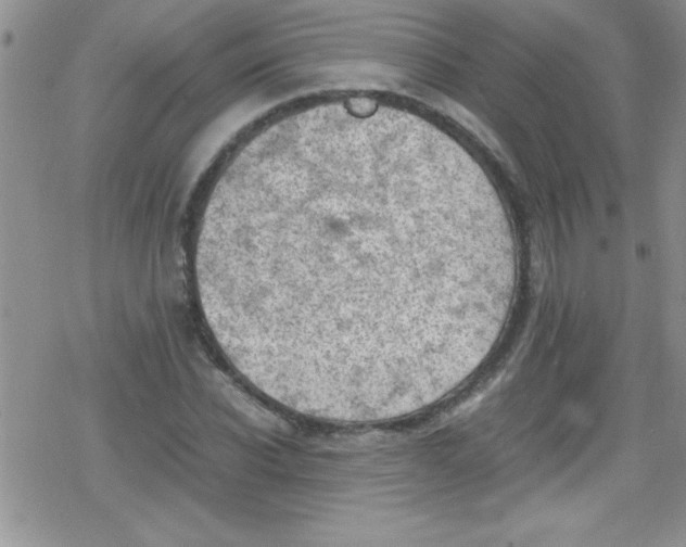 X0000079340926200612082020