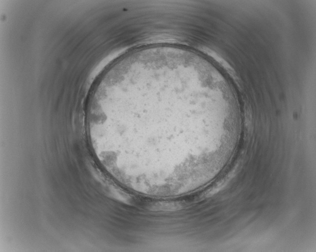 X0000079340933200612082021