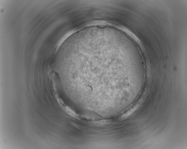 X0000079340953200612082021