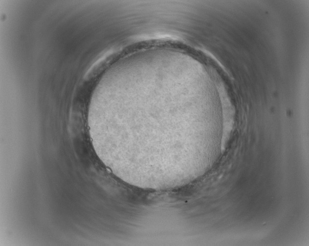 X0000079340967200612082020