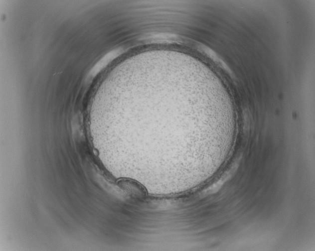 X0000079340970200612082020