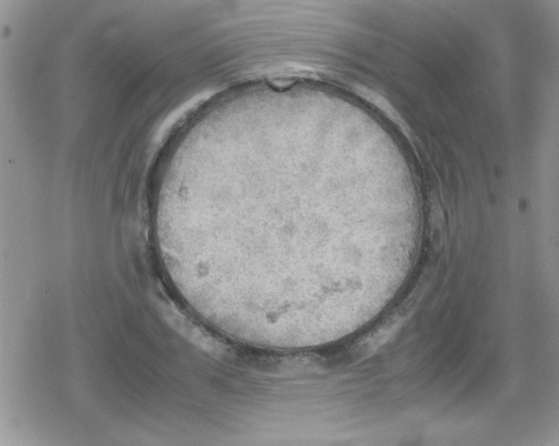 X0000079340979200612082020