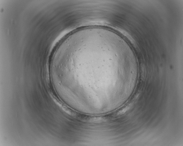 X0000079340982200612082020