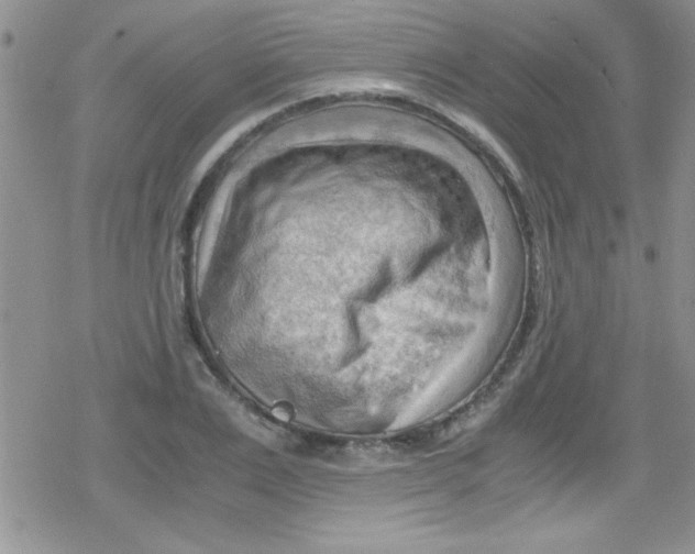 X0000079340983200612082020