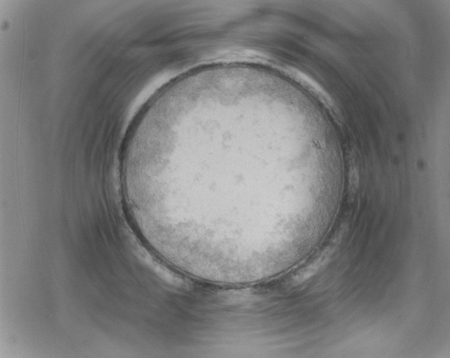 X0000079340990200612082020