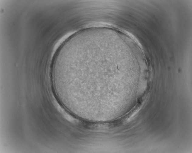 X0000079340995200612082020