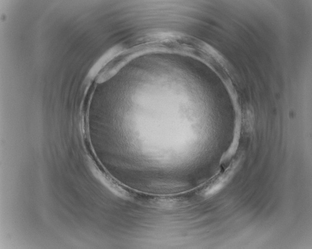 X0000079341034200612082019