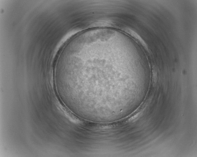 X0000079341035200612082019