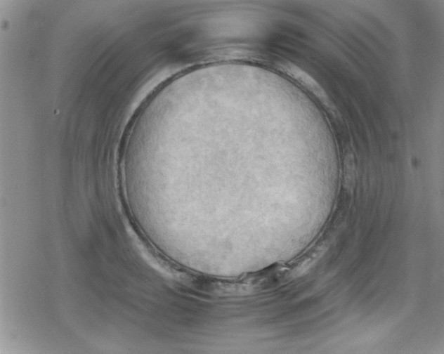 X0000079341039200612082019