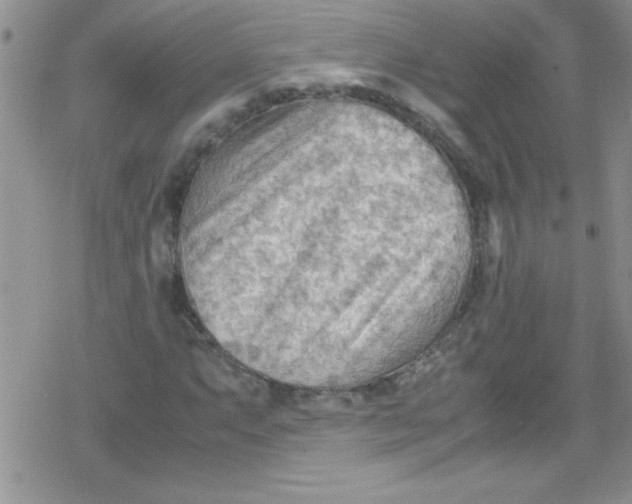 X0000079341063200612082019