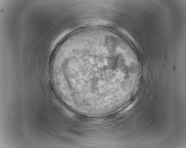 X0000079341071200612082018