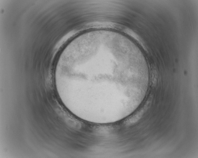 X0000079341074200612082018