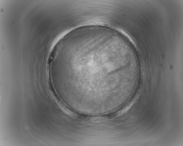 X0000079341077200612082018